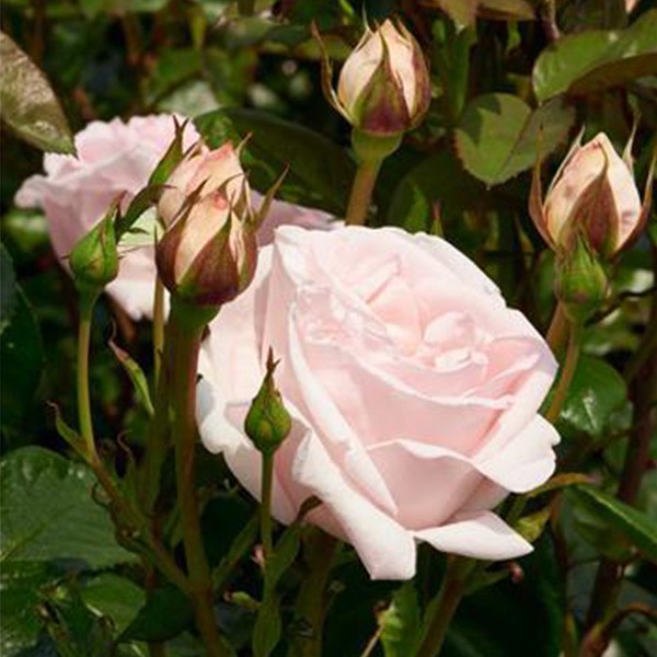 Racquel Hybrid Tea Garden Roses Pococks Roses The Cornish Rose Company 